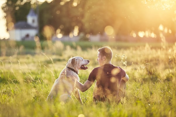 Large Golden Retriever sitting with a man in a sunny meadow.