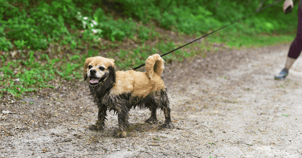Muddy dog on a walk with their owner.