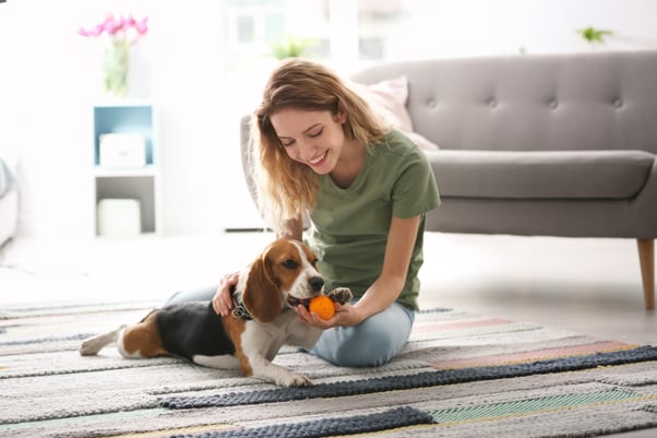 A beagle and its owner playing with a ball