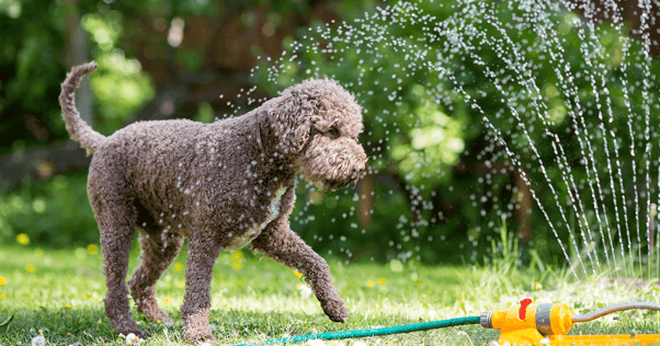 Small brown dog playing with a water sprinkler