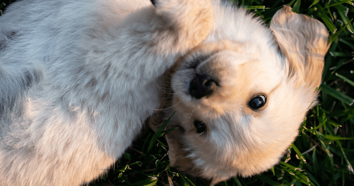 Golden retriever puppy laying on back in grass