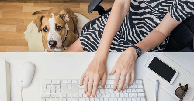 og sitting on bed beside owner sitting at a desk