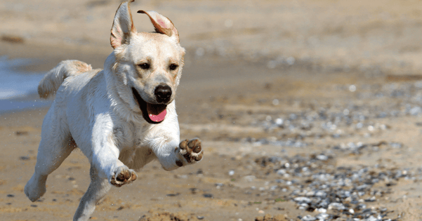 Young Labrador running on the beach