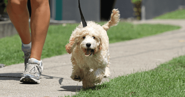 Small golden dog walking along the pavement on a lead with owner