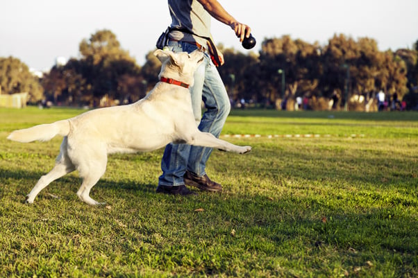 Labrador running outdoors with their human.