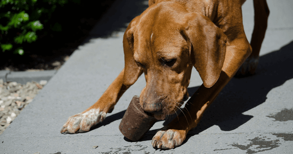 Dog enjoying frozen treat outdoors