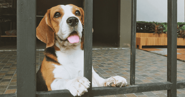 Dog sitting in front of and looking through a closed gate