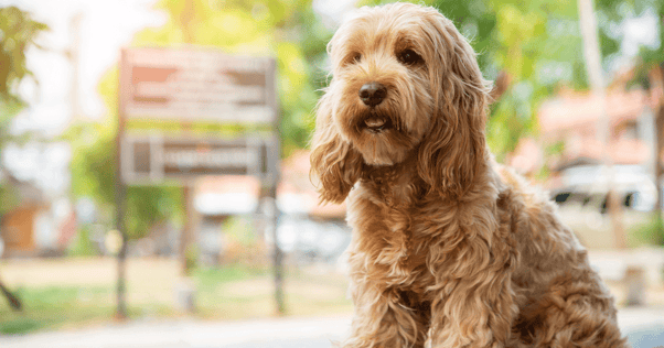 Puppy with golden brown curly hair