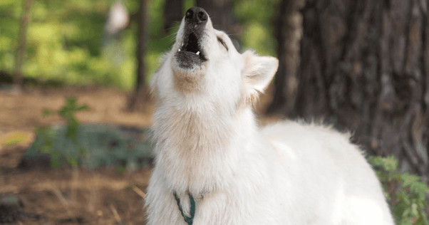 En vit hund som är ute i skogen lyfter huvudet och ylar.