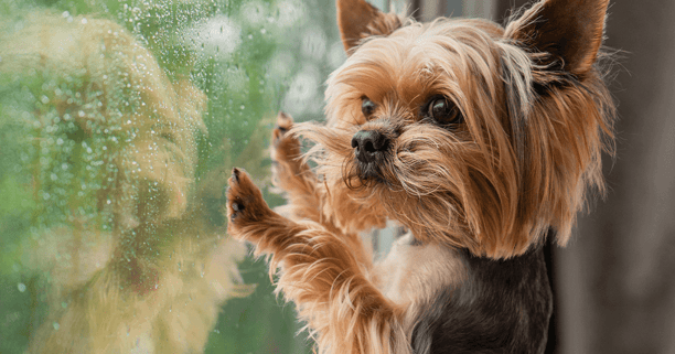 Puppy with paws up on rainy window looking outside