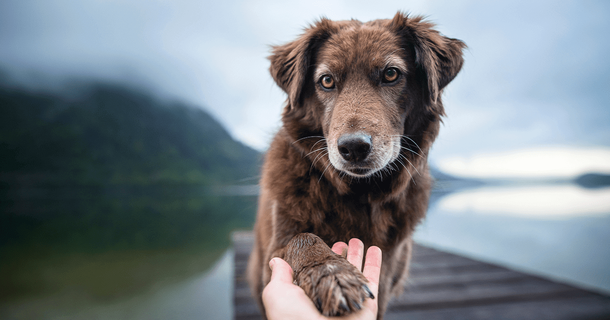 Brown dog giving human a paw on a dock