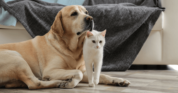 Cat and dog together indoors.