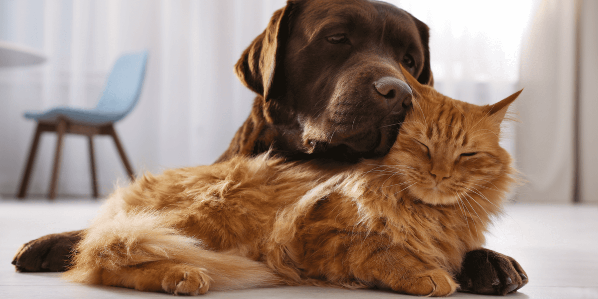 Hund und Katze kuscheln auf Boden