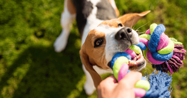 Beagle dog grabbing colorful rope tug toy from owner's hand outdoors