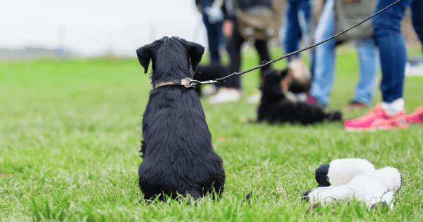 Dog sitting obediently in a field with a group of dogs and owners visible in the background