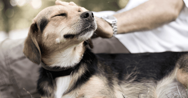 Beagle dog laying beside owner outdoors looking calm and happy while being pet on the head