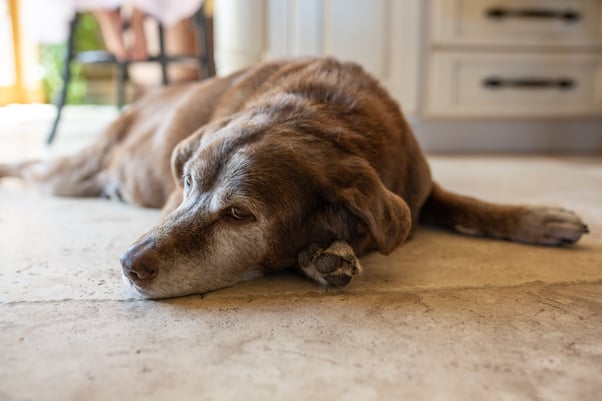 Old brown dog lying on the kitchen floor.