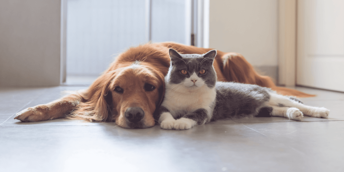 Hund und Katze liegen auf Boden
