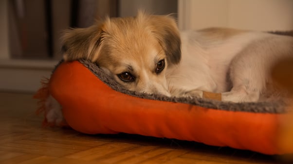 Small white puppy lying in its bed on the floor.