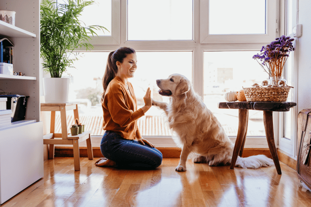 Golden retriever playing with a woman at home.