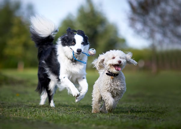 Miniature poodle and border collie playing in the park.