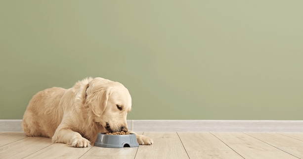 Labrador dog eating food out of bowl