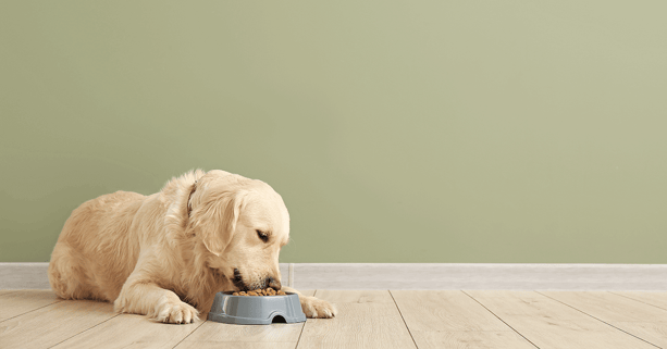 Labrador dog eating food out of bowl