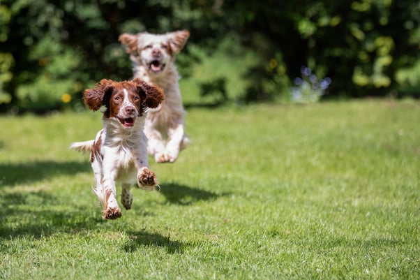 Senior dog and young puppy playing and chasing in a sunny garden.