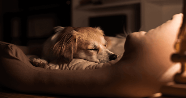 Small dog sleeping in dog bed at night