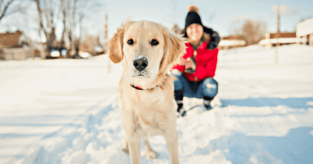 Smiling woman crouching behind golden retriever in the snow