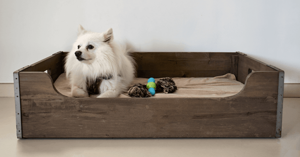 White pomeranian laying in dog bed with toys