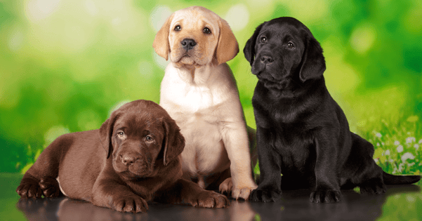 Three Labrador puppies with brown, gold, and black fur.