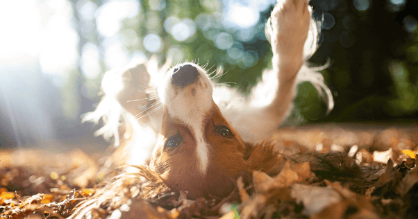 Cão a rolar nas folhas de outono.