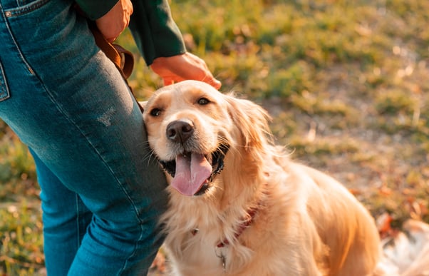 Happy retriever being petted by human