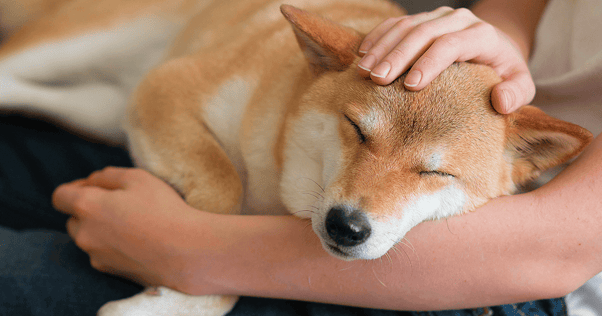 Shiba Inu resting on a human’s lap.