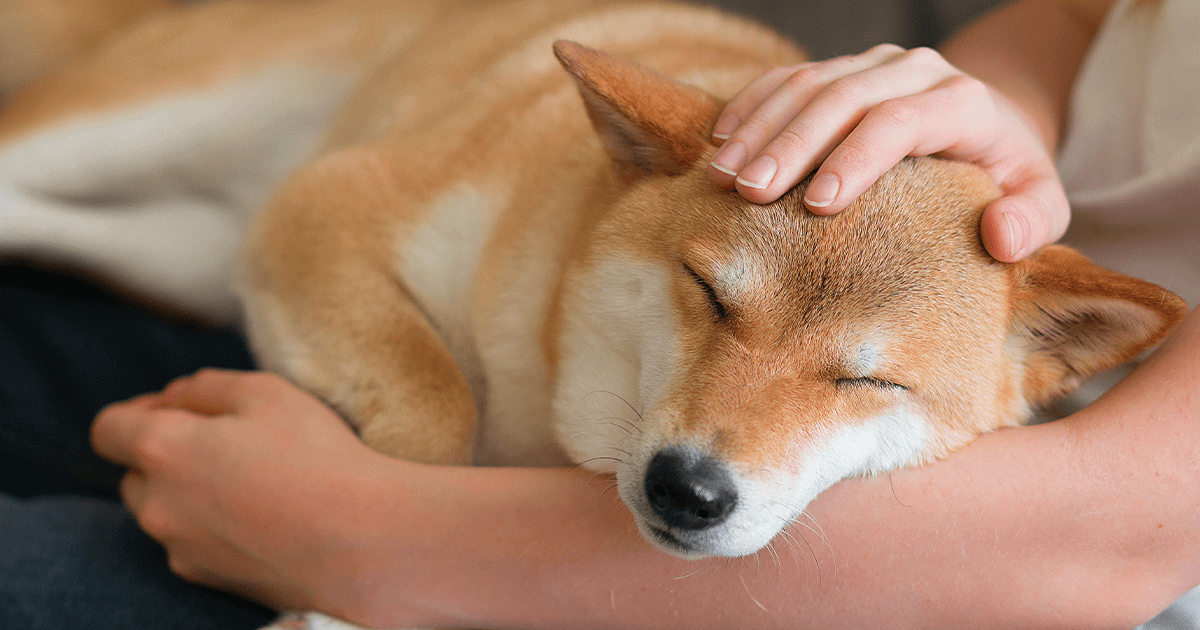 Woman petting a Shiba inu dog sleeping on her lap