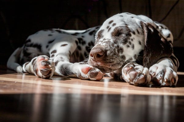 Brown dalmatian puppy sleeping in sun. 