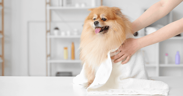 Pomeranian being towel-dried after a bath.
