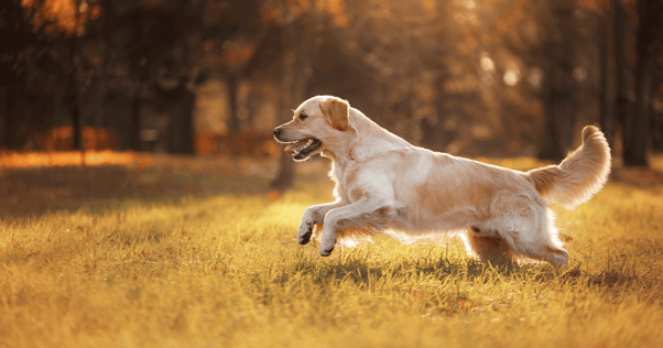 Golden retriever running through grass in wooded area