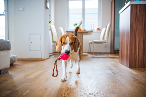 Beagle walking with red ball toy indoors. 