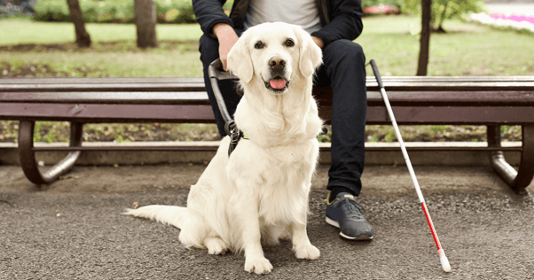 Guide dog golden retriever sitting in front of man on bench