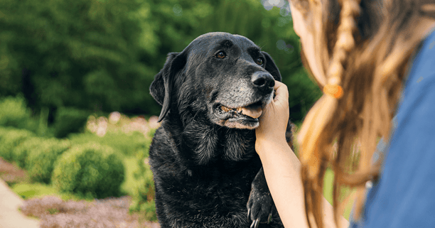 Girl petting the side of her elderly black lab's face outdoors