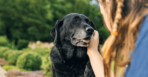 Senior black Labrador dog being stroked by girl
