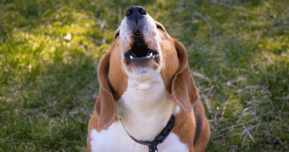 Beagle dog howling, outdoors, looking up. 