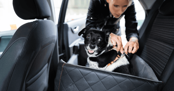 Dog being comfortably secured by owner into bed on rear car seat