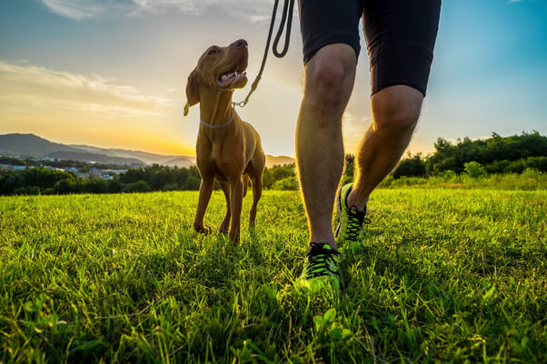 Dog walking beside and looking up to their human.