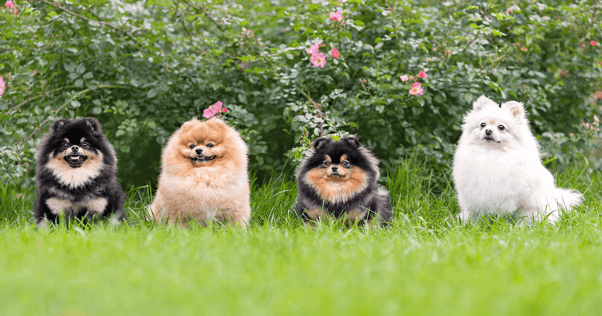 Four Pomeranian dogs standing outside in a line.