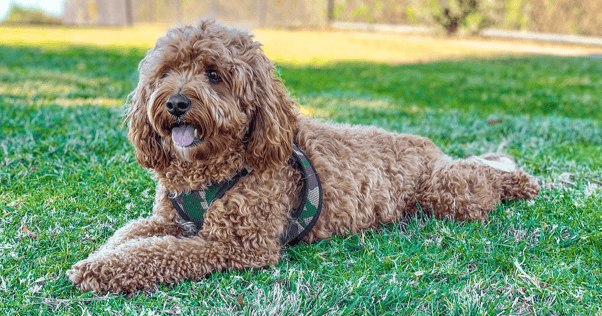 Cavapoo in camouflage harness laying in grass 