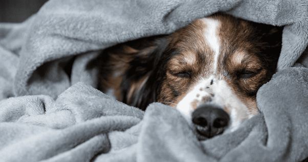 Dog sleeping soundly within a blanket.