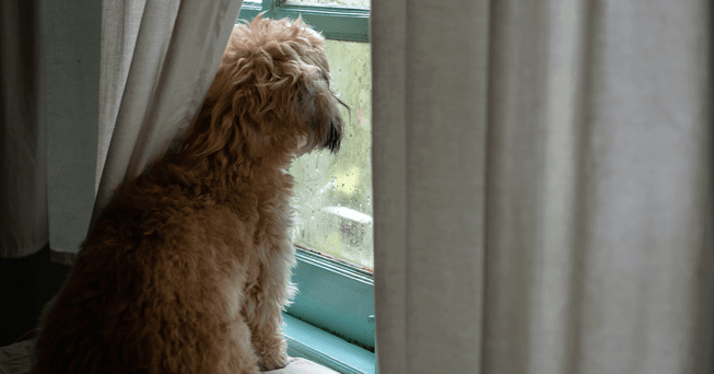 A dog looking through a rainy window from behind a curtain